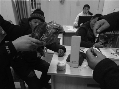 大鸟落警车上“求救” 原来它是苍鹰，中毒了