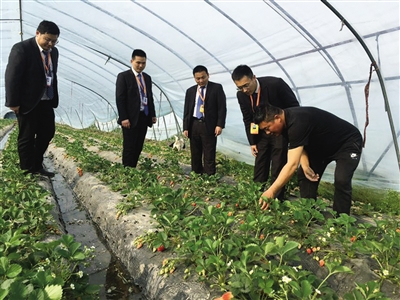 农村人口地可以养殖吗_地笋的叶子可以吃吗