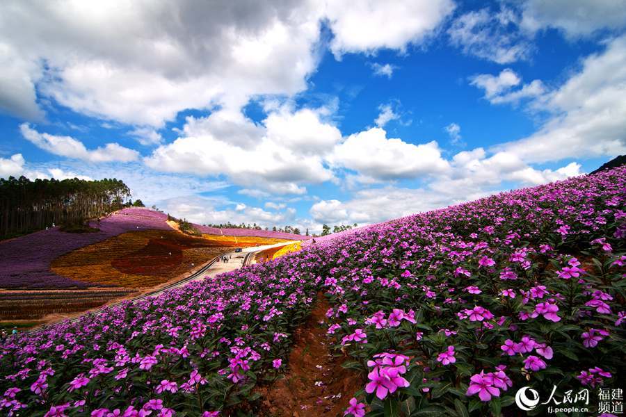 高清组图:阳光草木芳菲尽 福建"彩虹花海"醉游人