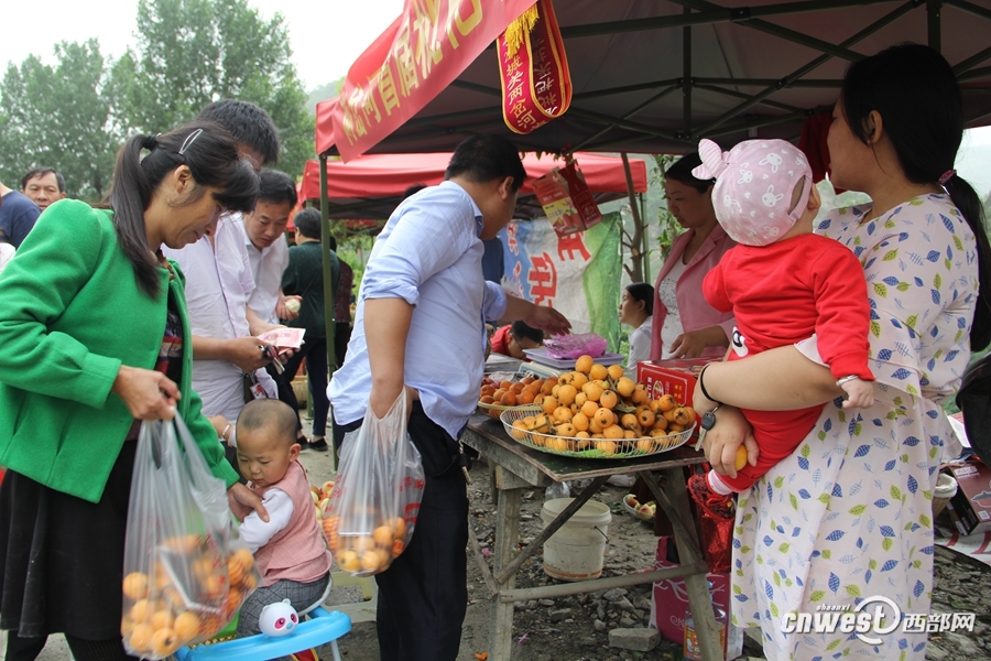 旬阳县城关镇两岔河村笑声多 枇杷成脱贫增收