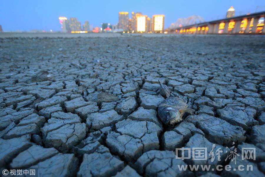 哈尔滨:松花江水位11年来最低 江道干涸鱼死蚌