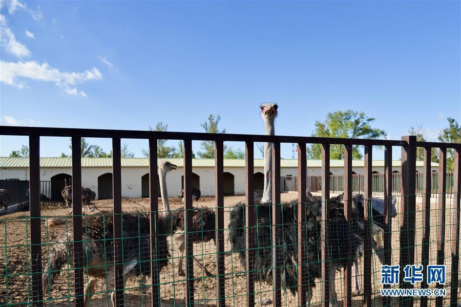 库布其竞相演绎点沙成金传奇