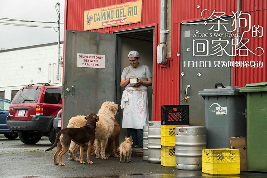《一条狗的回家路》终极预告抢先治愈