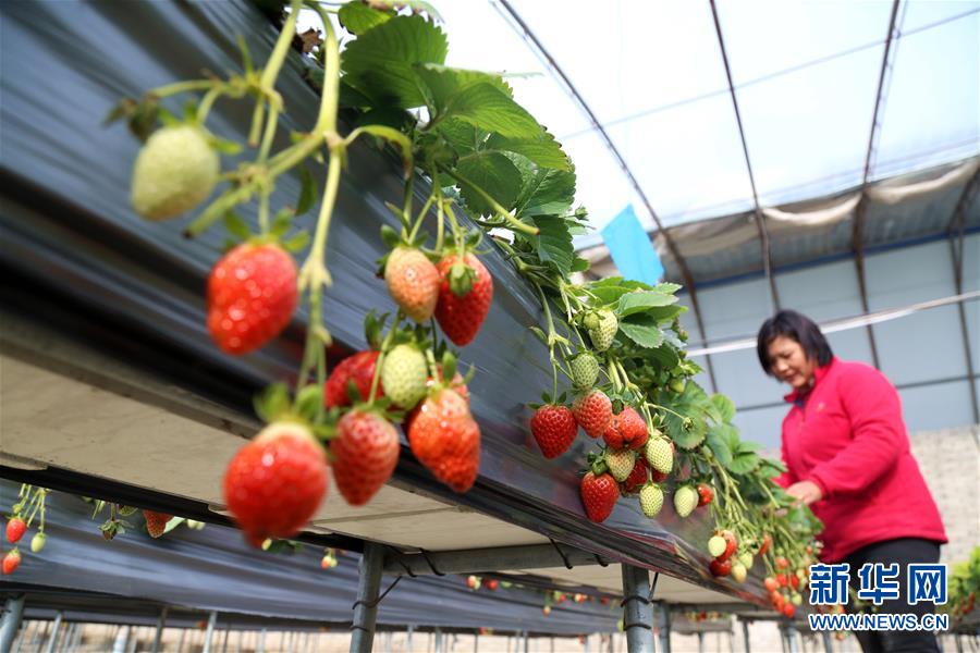 甘肃敦煌:温室春意浓 农民田管忙
