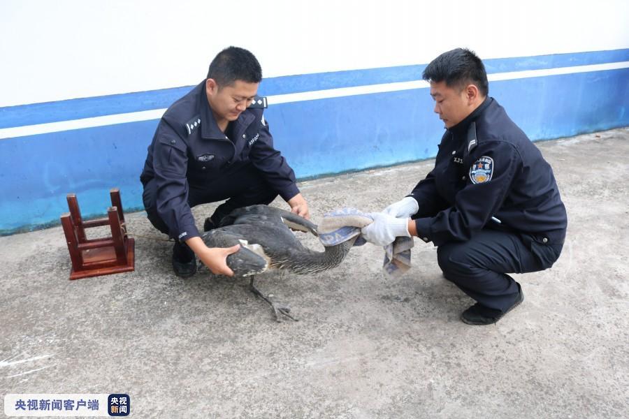 nba现场直播极度濒危物种白腹鹭现身云南昌宁 警