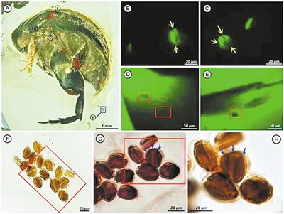 花蚤和花粉标本 中科院南京古生物所供图