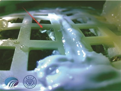 月球上长出了第一片绿叶！