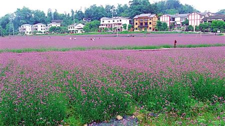 绿色发展 南川3年否决高污染高环境风险项目20多个