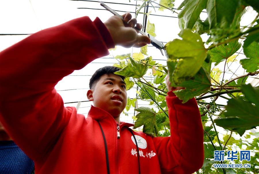 4月19日, 河北省曲周县德众科技小院的学生在葡萄种植园采集实验数据。新华社记者 王晓 摄