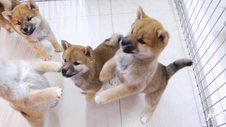 激萌!杭州首家柴犬咖啡馆,吸柴拍照两不误,分分钟撸出512g表情包!