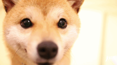 激萌!杭州首家柴犬咖啡馆,吸柴拍照两不误,分分钟撸出512g表情包!