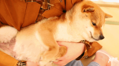 激萌!杭州首家柴犬咖啡馆,吸柴拍照两不误,分分钟撸出