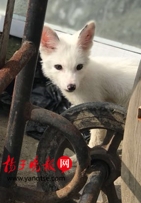 狐什么狗当成语_成语故事图片(3)