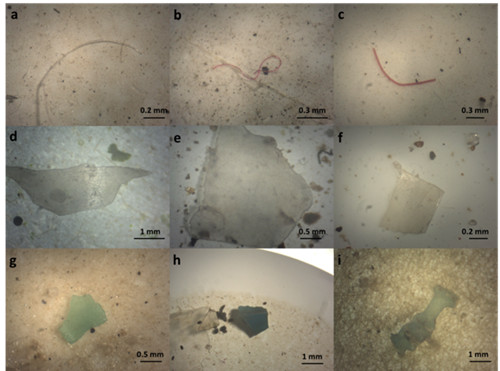 武汉植物园在洪湖和洞庭湖微塑料污染监测研究中取得进展|武汉植物园|洪湖|塑料_新浪新闻
