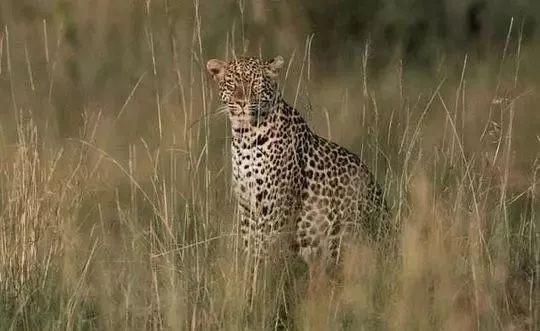 迷恋刘德华致父跳海身亡的杨丽娟仍单身:听他