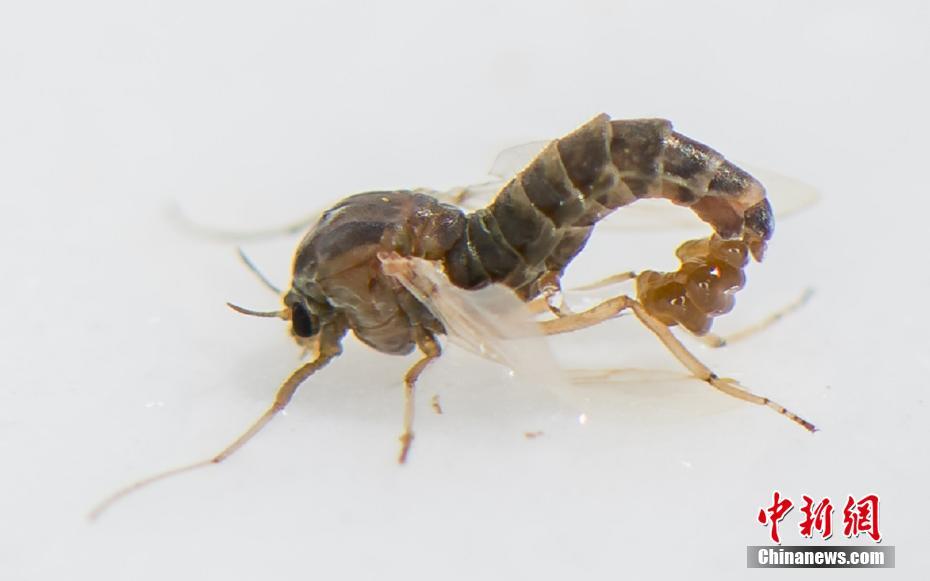 运动会入场式音乐