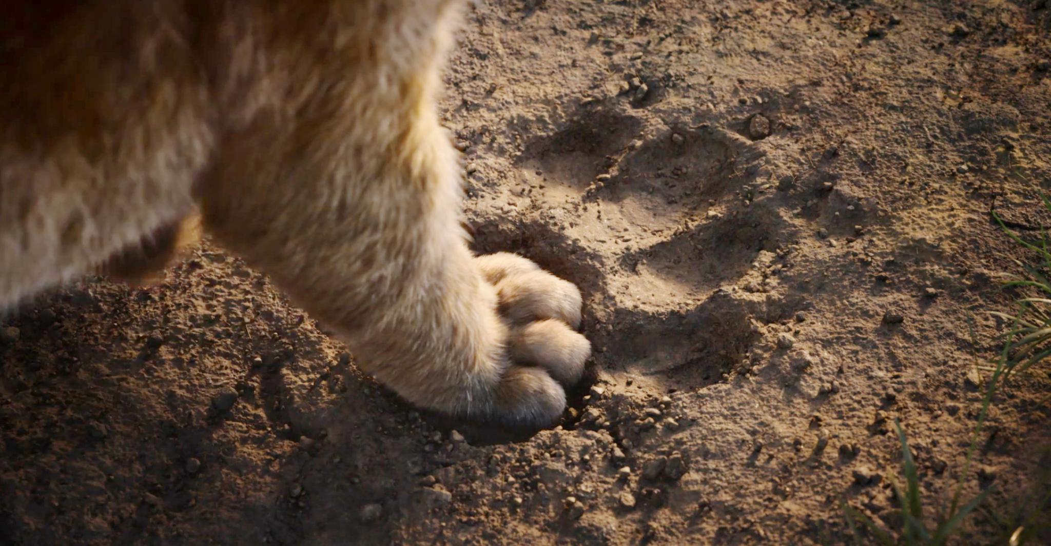 《狮子王》“真狮版”全解析,超萌还原动画版