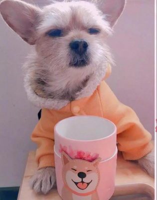 星巴克杯子与文创设计的碰撞，不只“猫爪杯”！