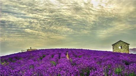 宋香园,有世界上最好的熏衣草