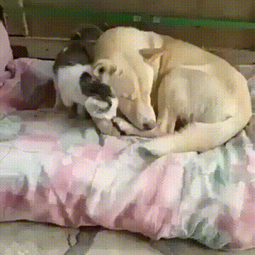 小姐姐，是谁给你的勇气来张开双臂的？