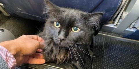 宠物猫萨沙(图片来源:福克斯新闻网)