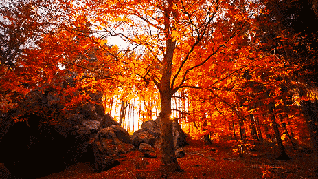 盘山红叶节来了!一起去邂逅绚烂的极致秋色!