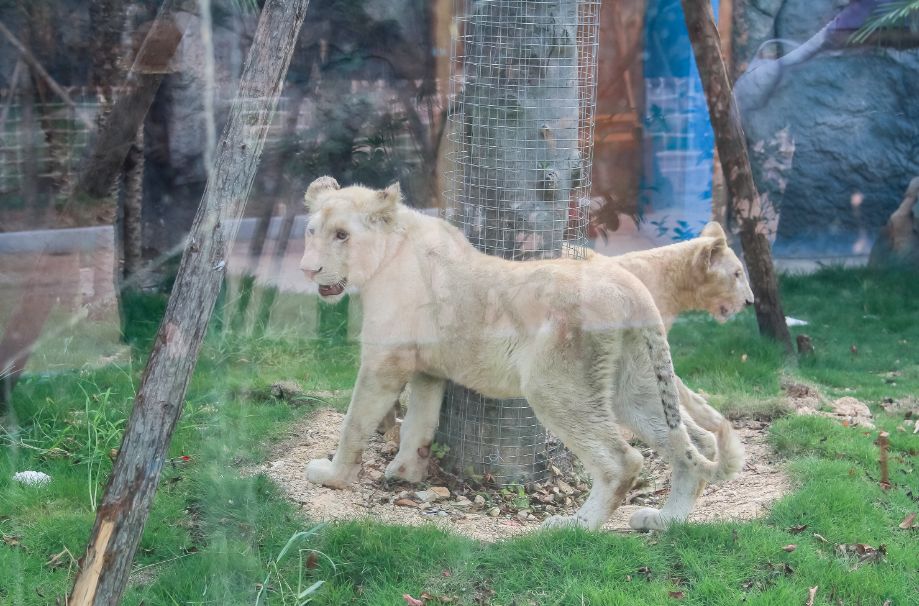 送送送!500 张门票免费送!海都萌宠嘉年华&