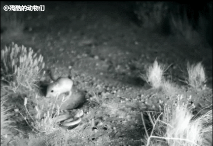 这张床上有我想要的一切!动图 而你只能舔五姑娘