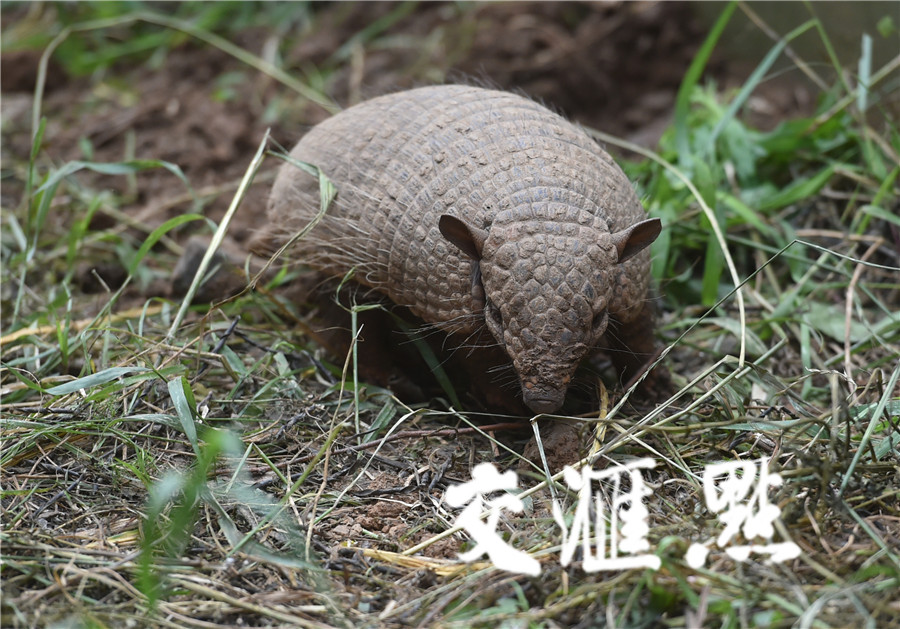 原型就是巴西特有的"三带犰狳.