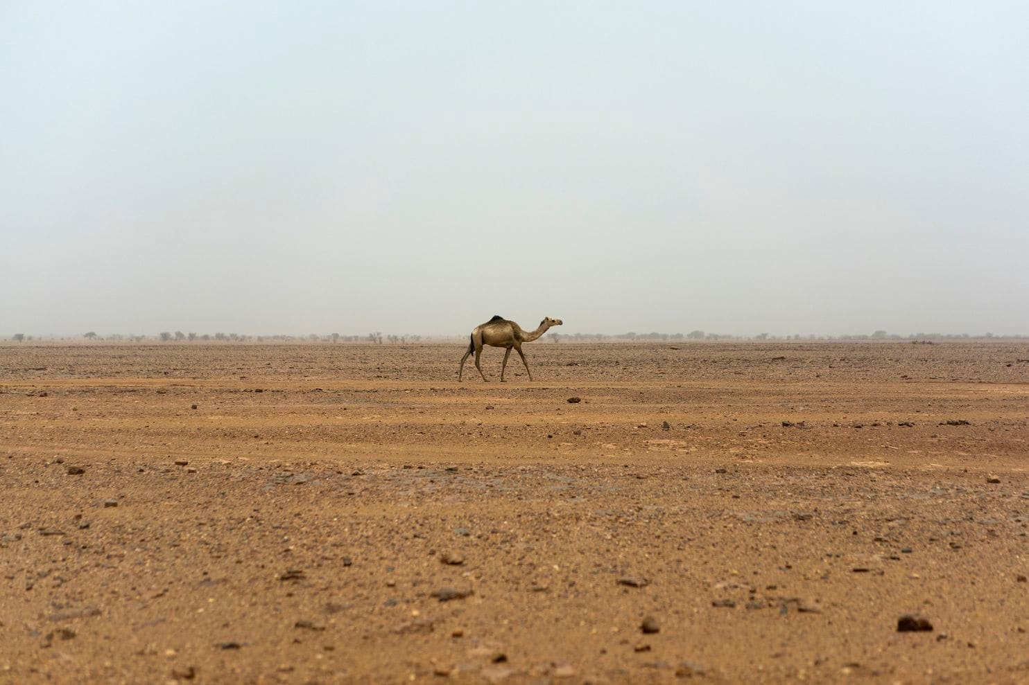 又修墙? 特朗普建议西班牙在撒哈拉建墙挡移民