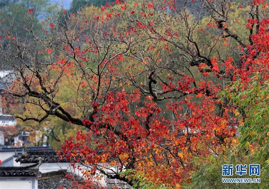 清晨熊出没！“黑瞎子”闯进竹山居民家，被关进鸡笼当宠物