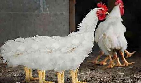 多的鸭脖、鸡翅都是哪里来的?难道真有六翅神