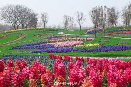 一大波美景来袭,这个四月你绝对不能错过的南京郁金香花海!