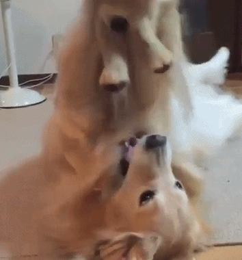 我们一起学喵叫，一起喵喵喵喵？