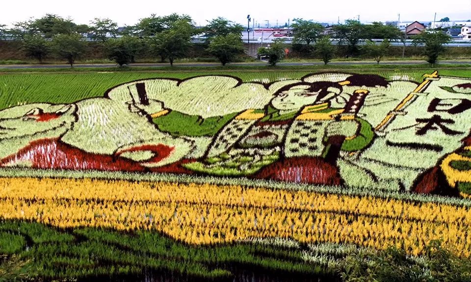 商品 | 90张图详解日本稻米为何强悍--献给稻米业的朋友