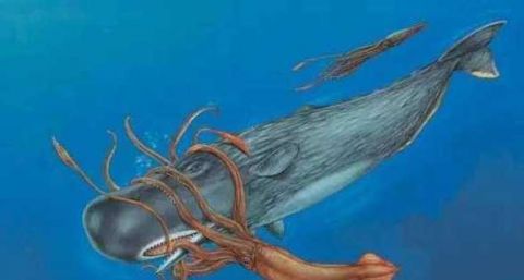 大王酸浆鱿生长的快,死的也快,它们的寿命只有