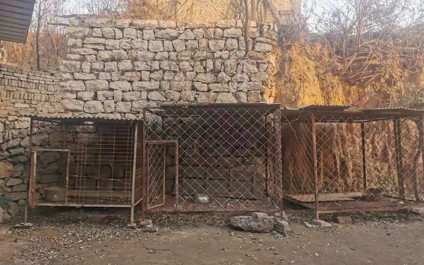 涉事犬只主人家院外的铁笼。新京报记者寇家祥摄
