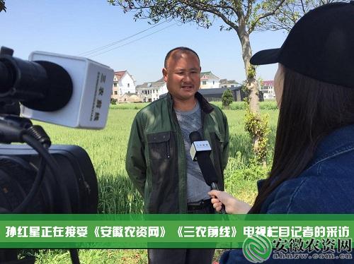 茂施麦坚强的探寻记|在嘉兴平湖，寻找掩不住的勃勃生机！【安徽农资网】