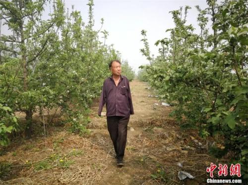 贾文其租种其他村民的苹果林现在已开始结果。李晓伟摄
