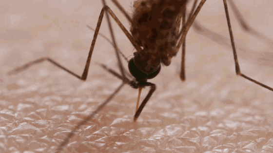 壁纸 昆虫 桌面 560_314 gif 动态图 动图