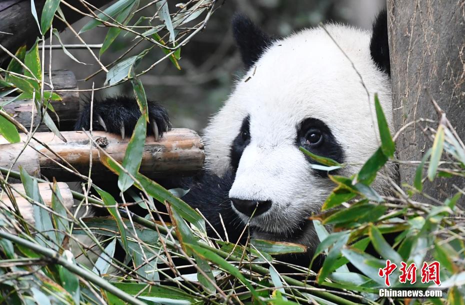 孕晚期生气对南京找人代怀需要多少钱有影响吗