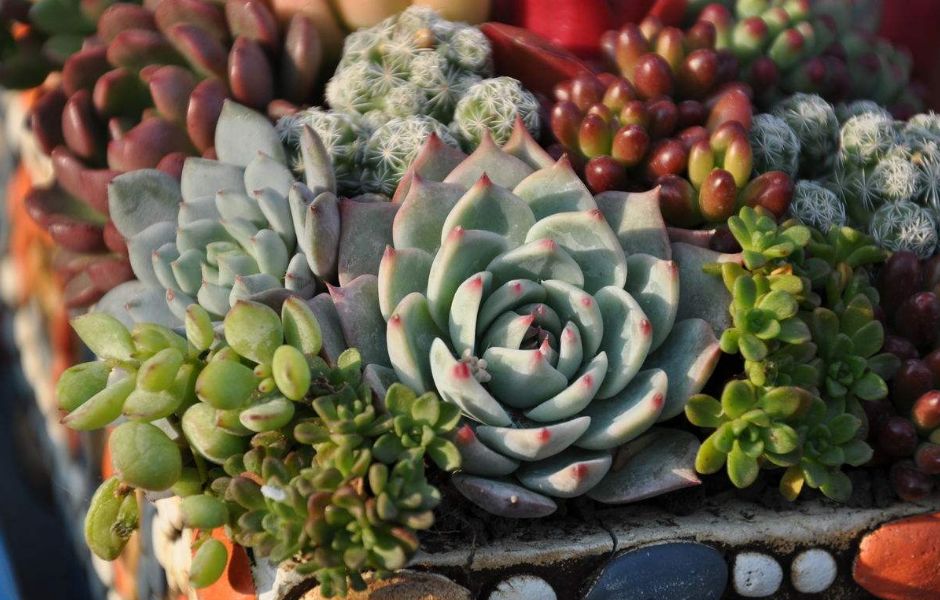 毒多肉内含毒品可致幻,海淘卖家明知禁止进