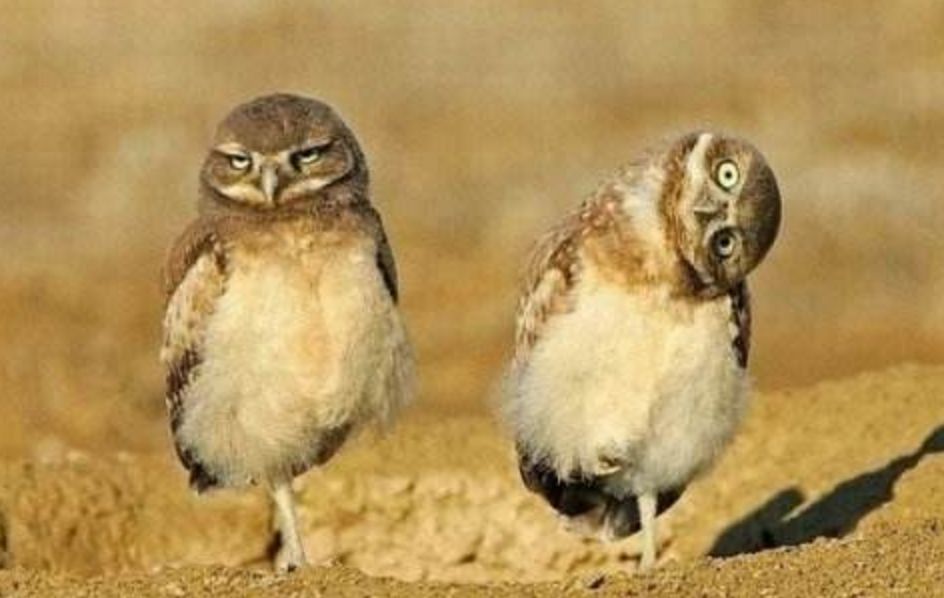 铅笔针狗鸟猜一个成语_一幅简笔画猜一个成语(2)