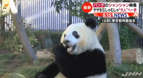 旅日大熊猫“香香”（日本TBS电视台截图）