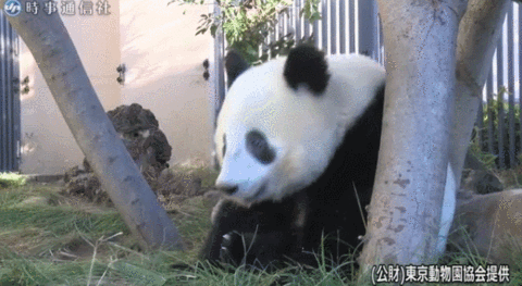 旅日大熊猫“香香”（东京动物园协会）