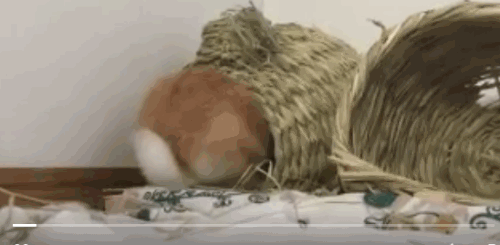 日本网友的兔子屁股摄影展!这么可爱又毛绒绒的屁股想捏吗?