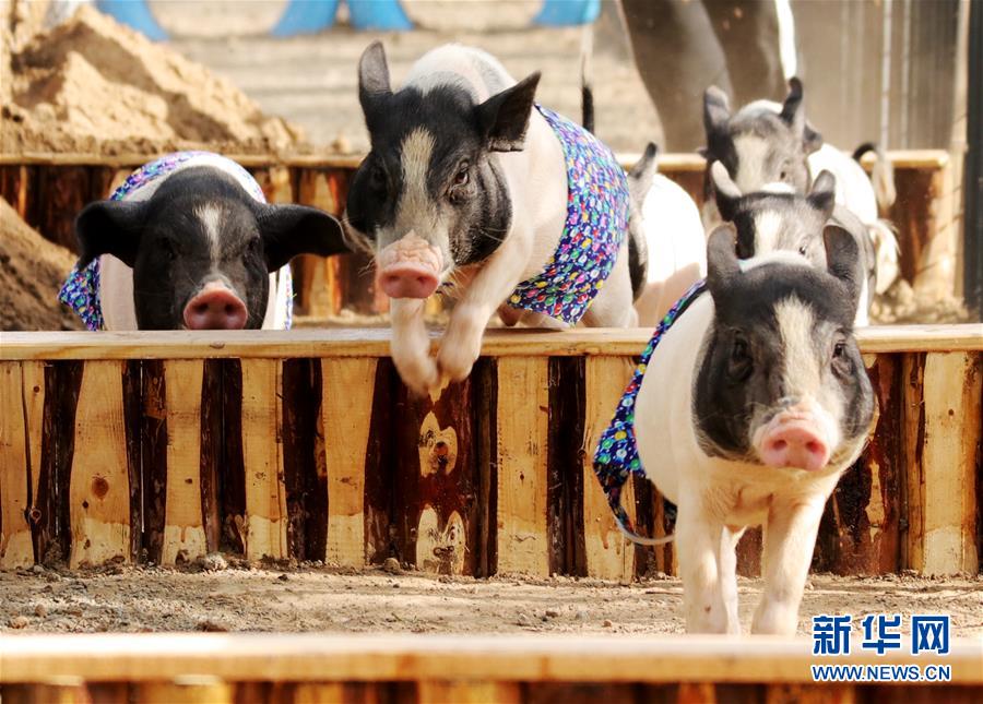 鸟为什么会有气味