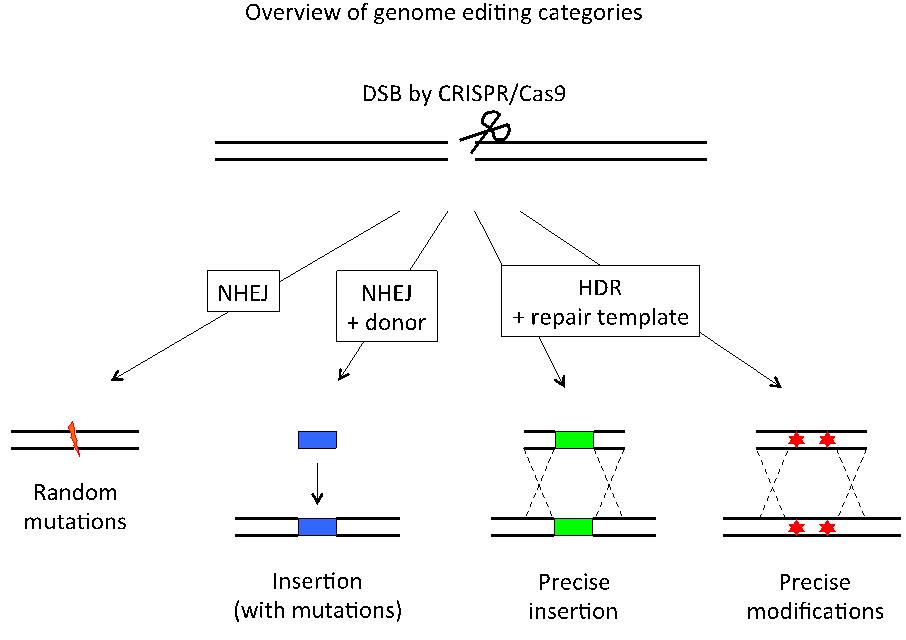 科学家在植物中实现超长基因片段高效精准无赘