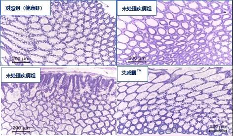 空肠,白便,肝胰腺坏死.养殖户要如何处理