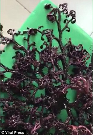 越南海滩现神秘触手生物 当地人称是怪物